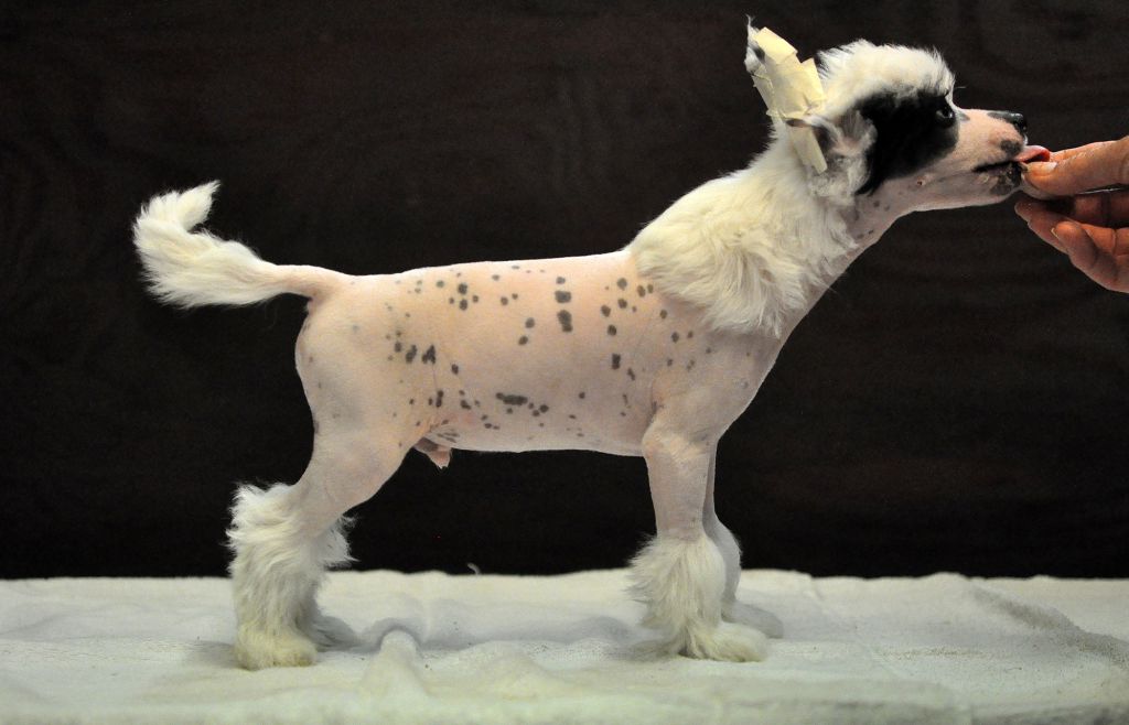 Jean Dark Dum Dum Diddle