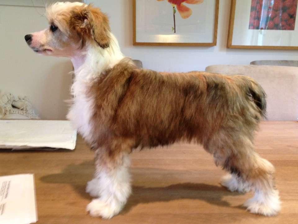 Jean Dark Daydreamer