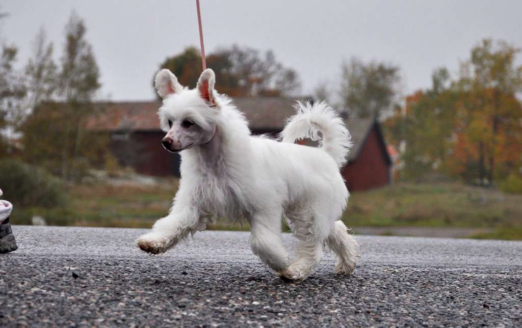 Jean Dark Diamond Dust