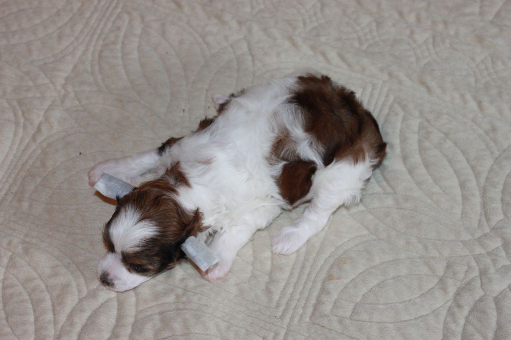 Yantarika Hitomi Mai