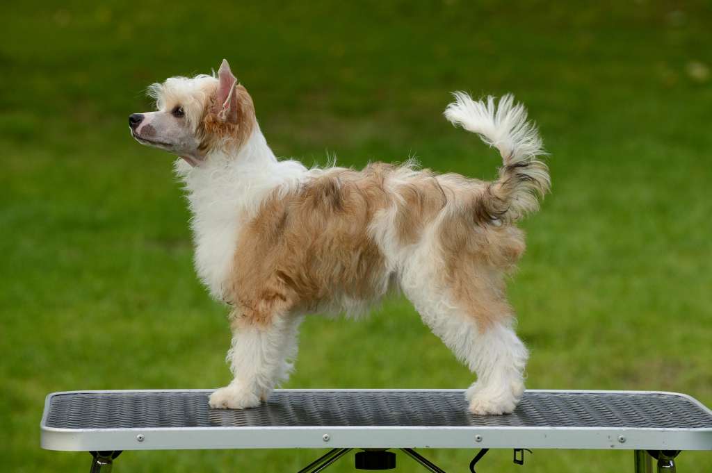 Family Song's Valory