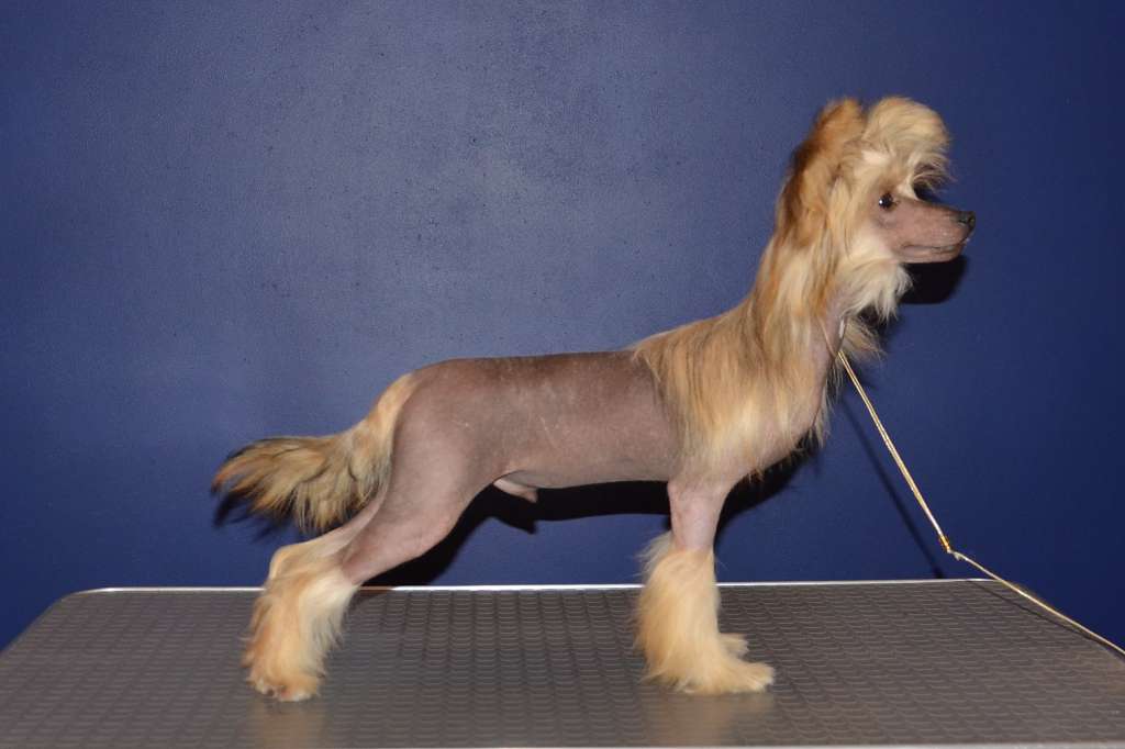 Ins Lucky Star Bristol