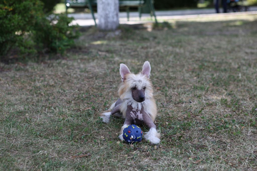 Ins Lucky Star Versal