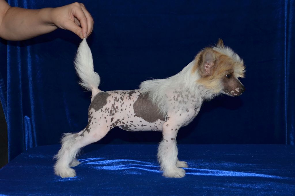 Ins Lucky Star Venecij Marvis Stail