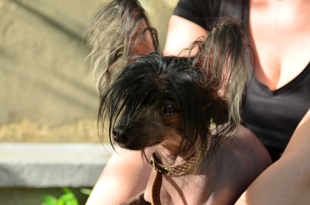 Eva Chernaya Roza Iz Strani Cvetov