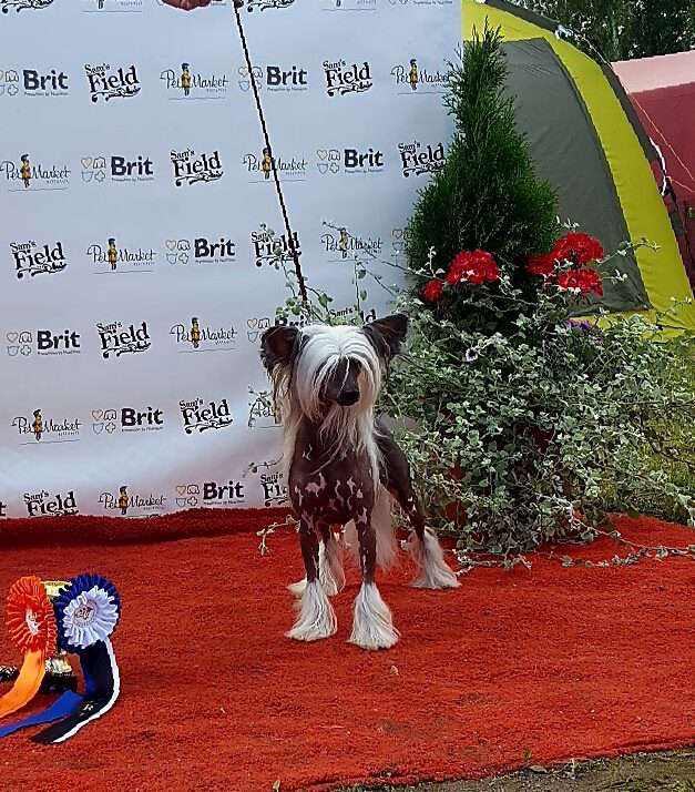 Ridgecrest's Made In Sweden