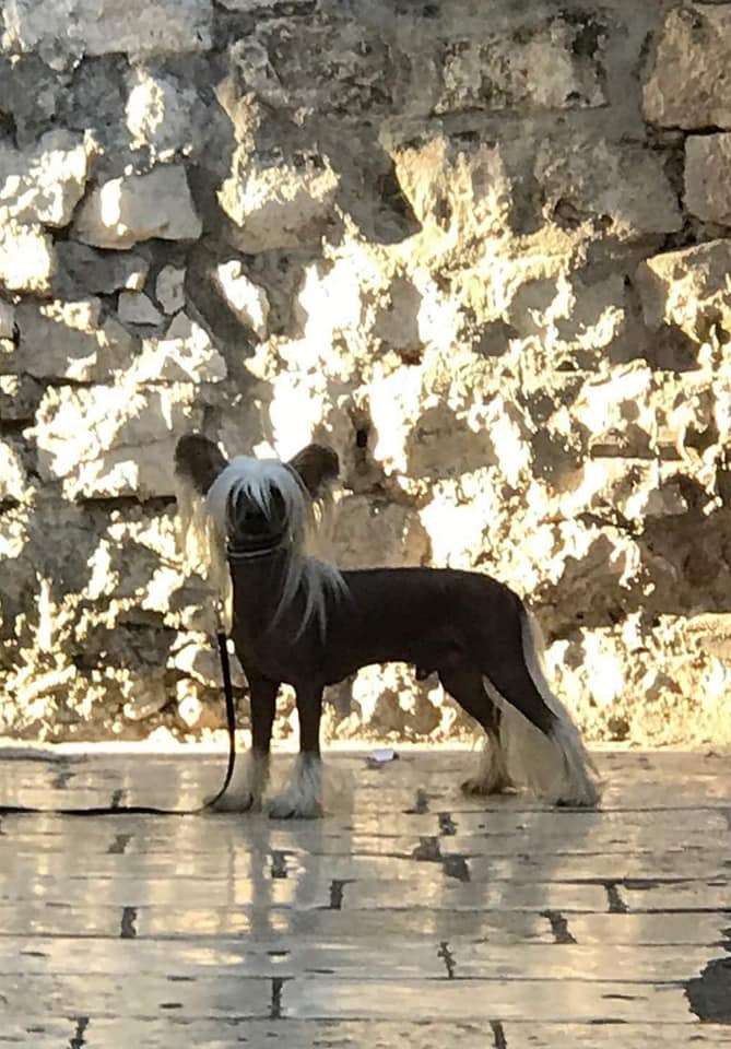 Ridgecrest's Beauty Of Sweden