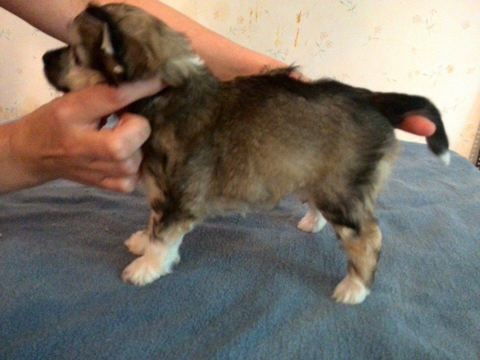 Iltavuoron Viileä Venla