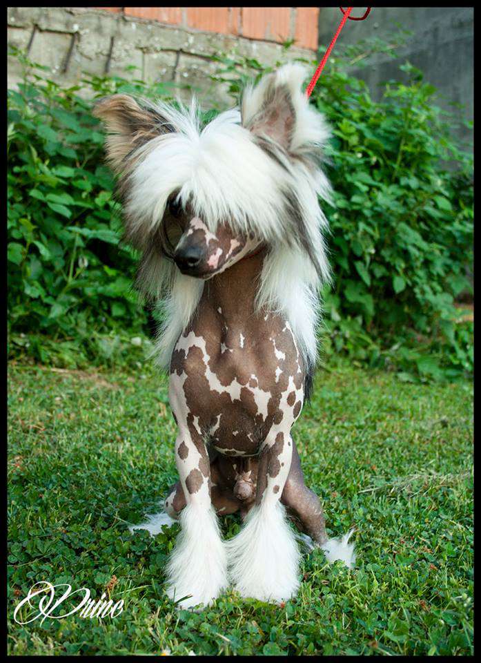 Ring rider Anunnaki black Prince