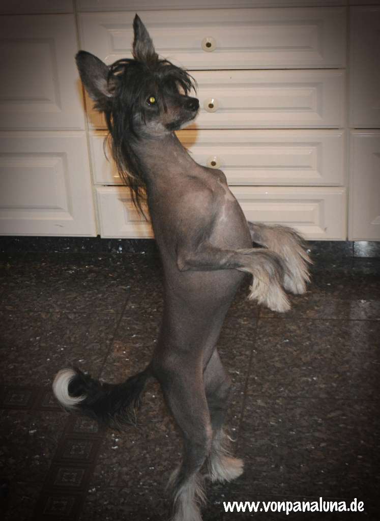 Baroness von Panaluna