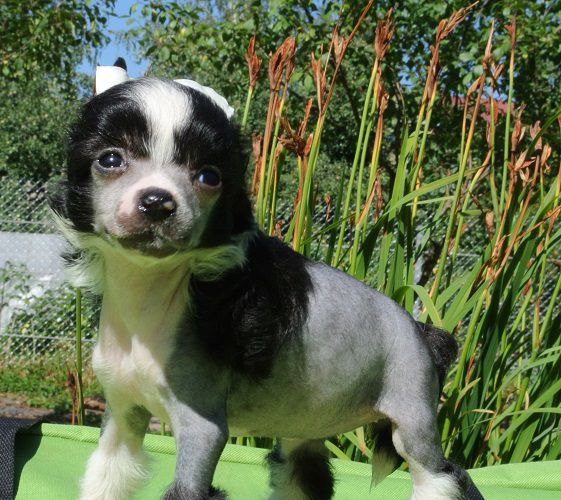 Apriori Vip Propaganda