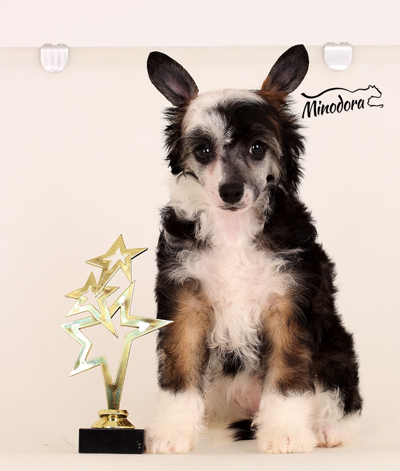 Inside Your Dream Minodora