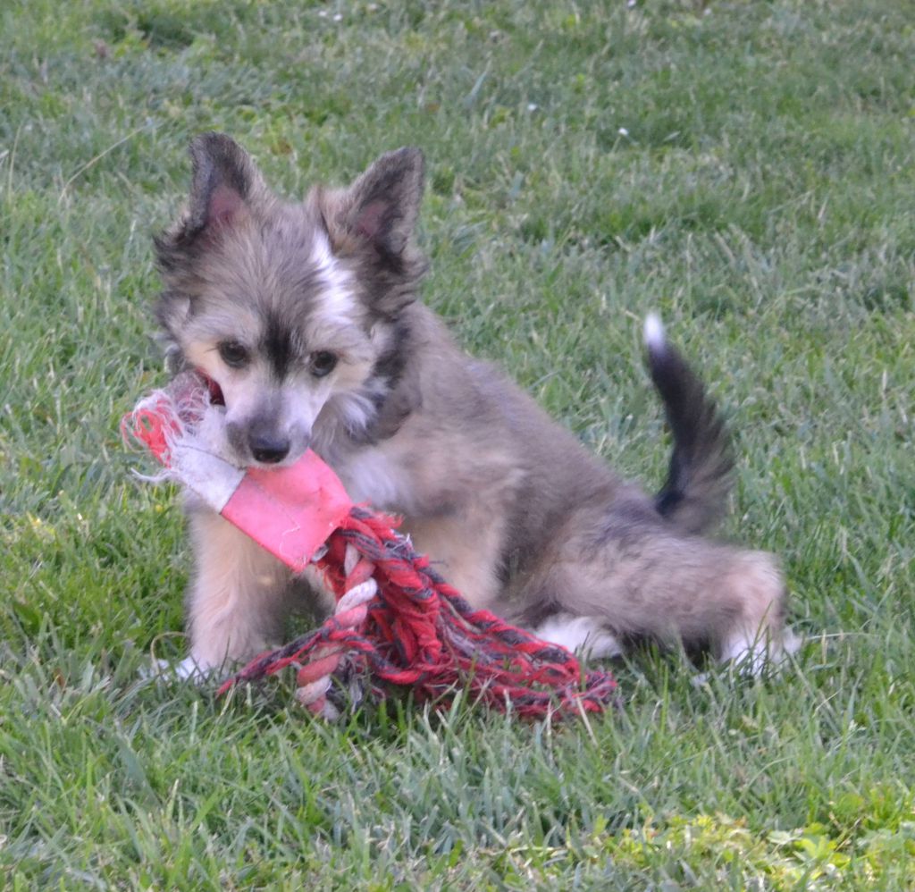 Just A Kiss de l'Orée des Rêves