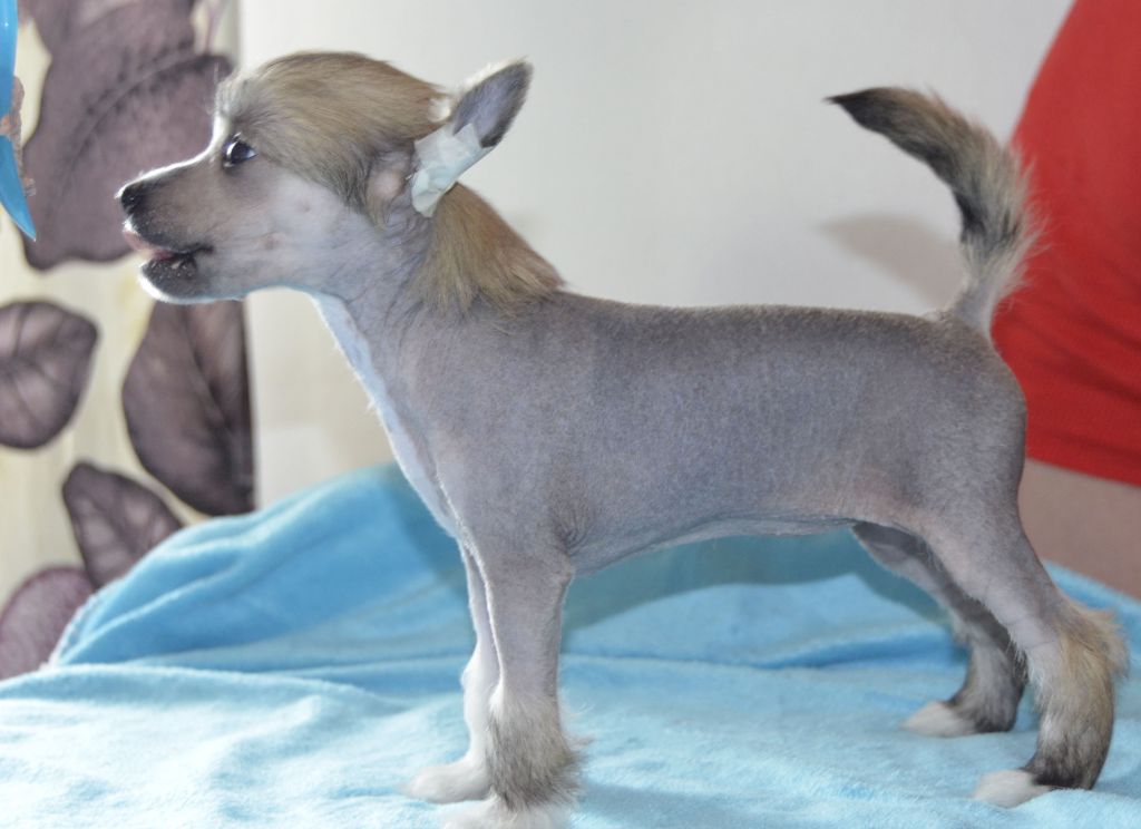 Estillinis Strawberry Explosion