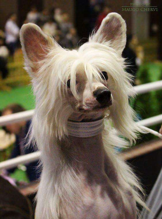 Forever Young Black Dragon