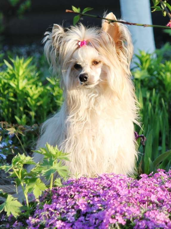 Georgetta Vittoria dell Amore