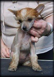 Tournais Street Smart Swede