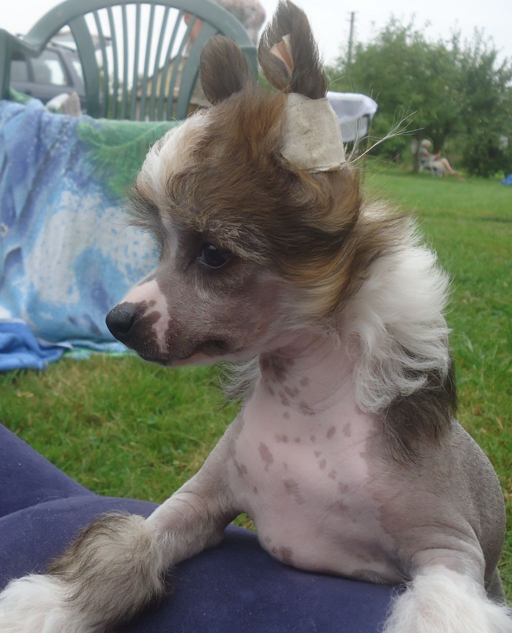 Brandy Auksine Venera ( Brandy Golden Venus)