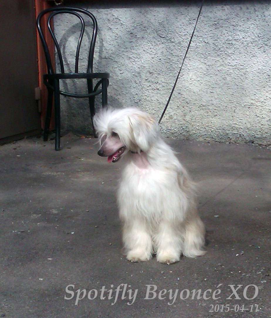 Spotifly Beyoncé XO