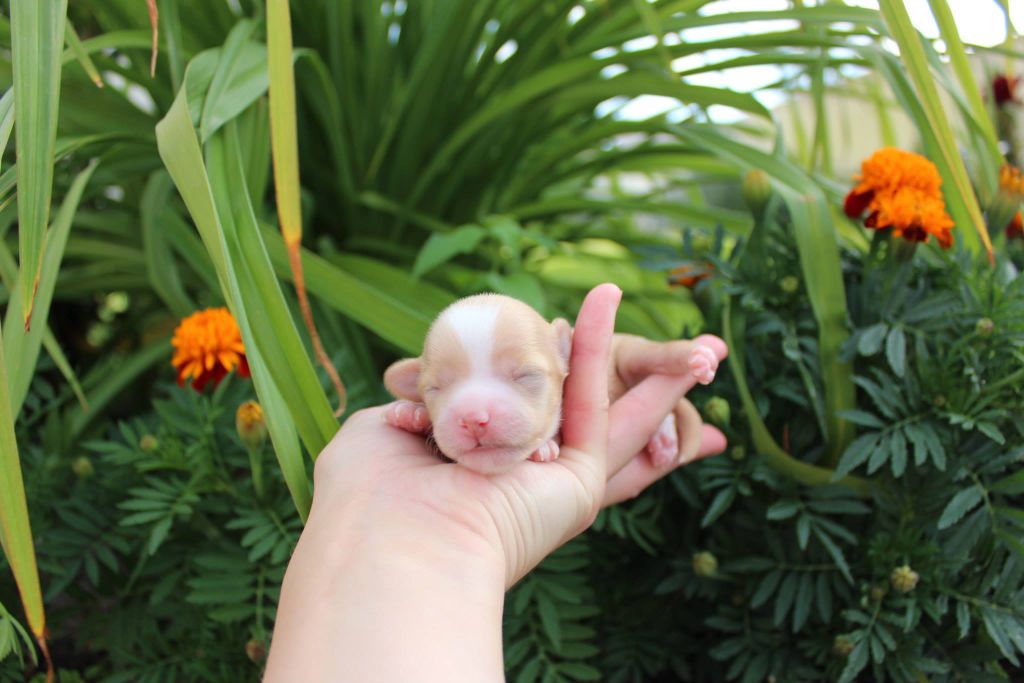 Botticheli Vyacheslavova Iz solneghnoi harmonii