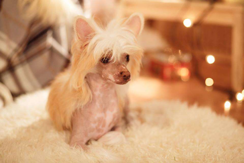 Busia Nikolaevna Iz Solneghnoi Harmonii