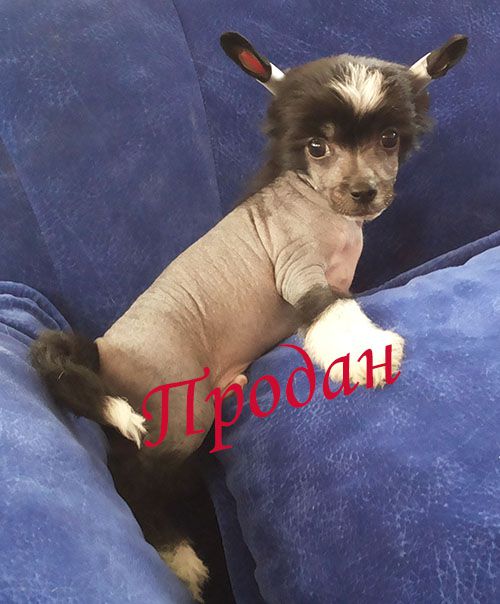 Charuyuschiy Soblazn N...