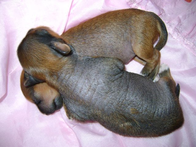 Ognenny Lotos Utiliti