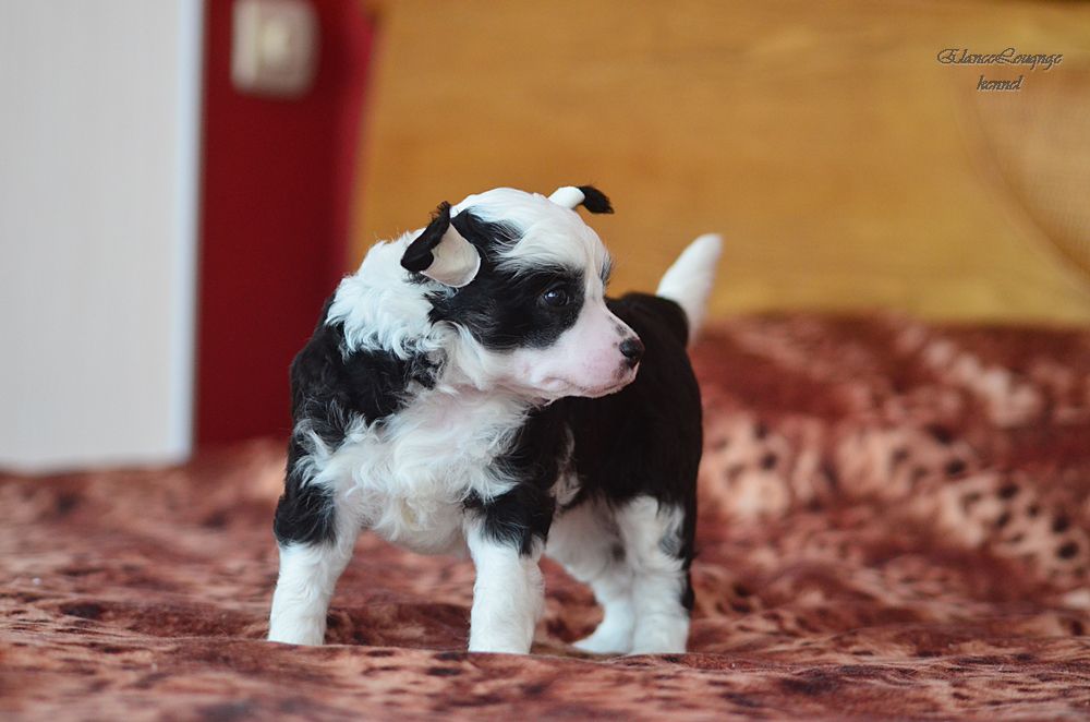 Elance Louange Libya Douce Nuit