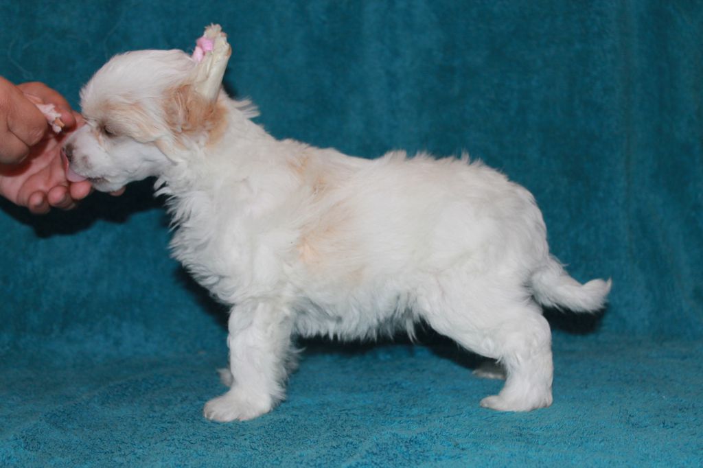 Chattanooga's Kyllä Lähtee