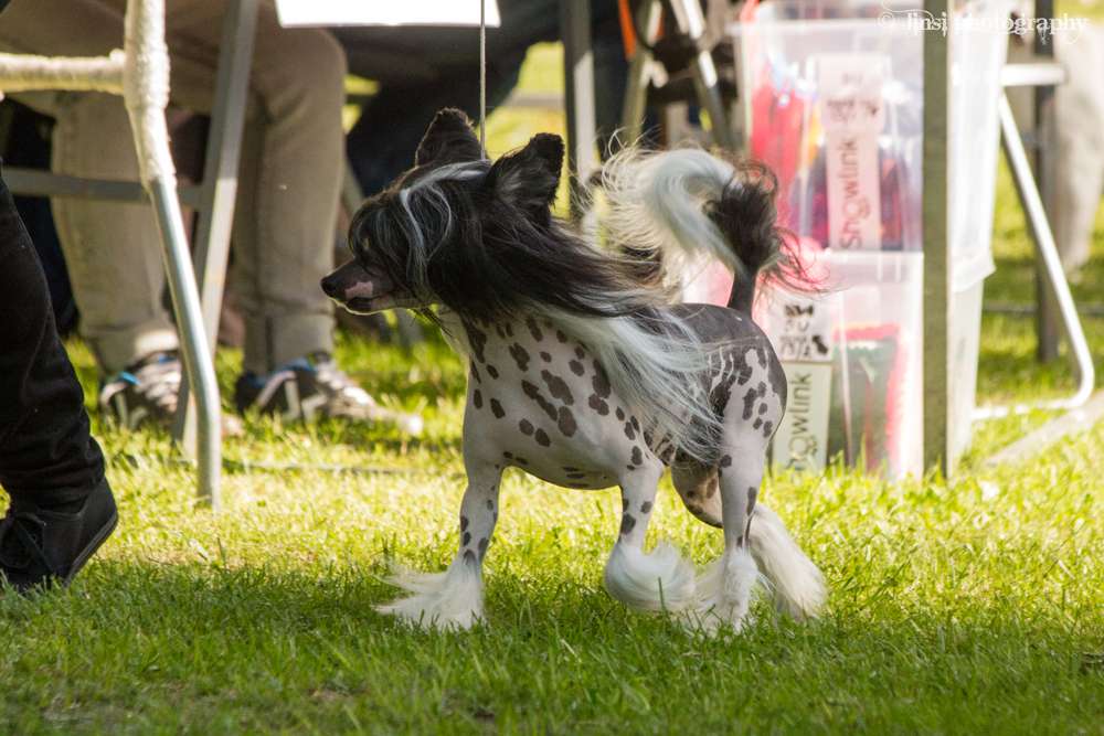 Chattanooga's Kuka Mitä Häh