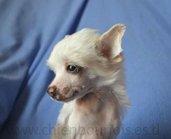 Princeso de le Chien Bourjois