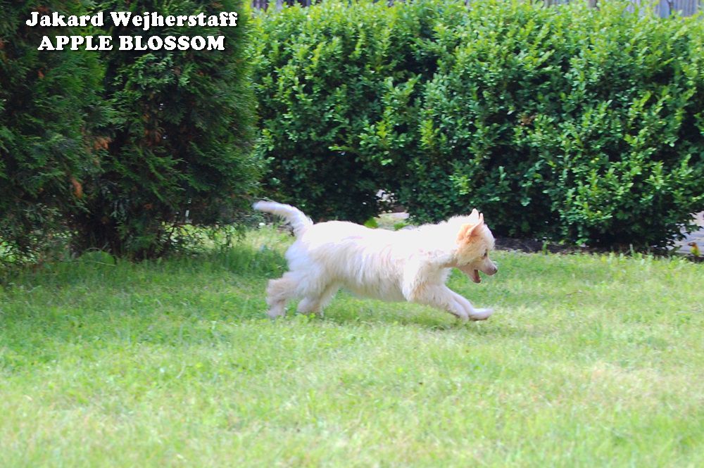 Jakard Wejherstaff Apple Blossom