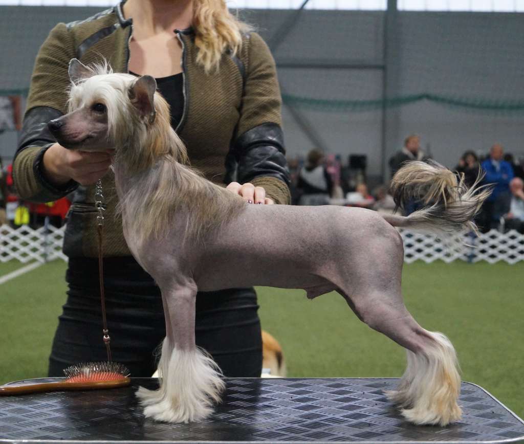 Blendverk's Element Of Joy