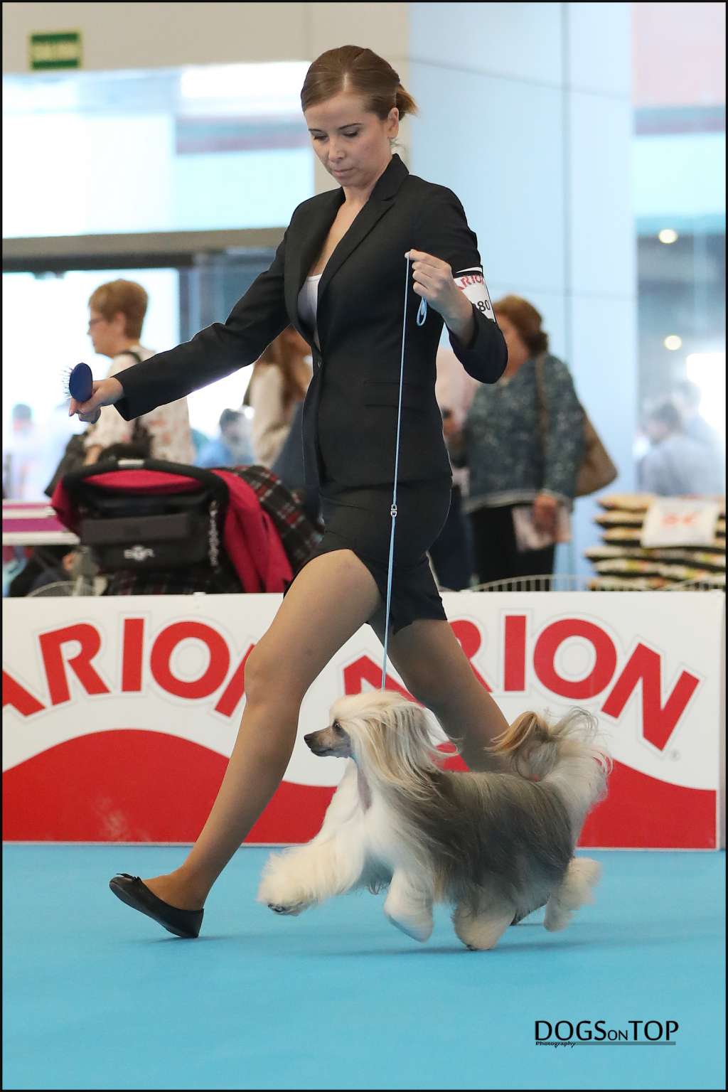 CH. iakarandas Fabuloso