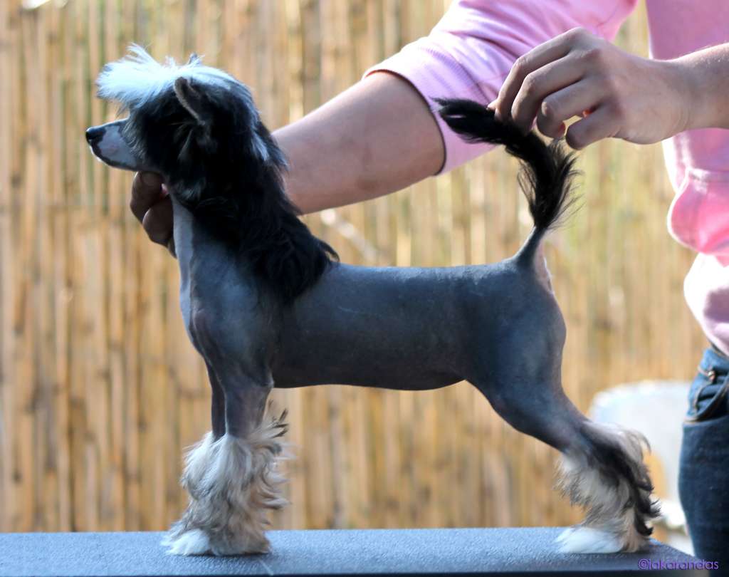 iakarandas Flower Power