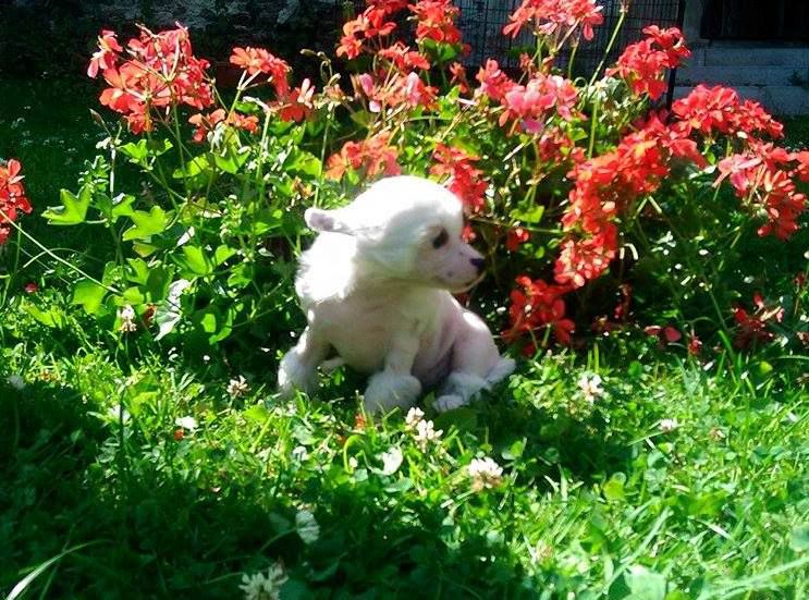 Francesca z Úpatí Hor