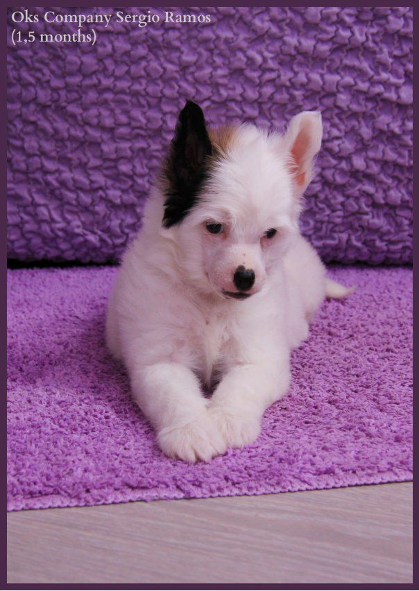 Oks Company  Sergio Ramos