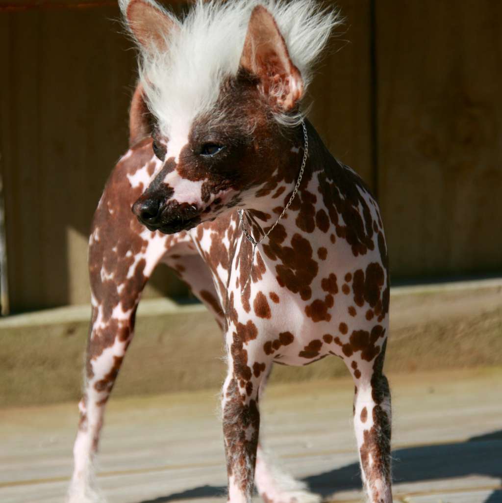 Koreke Mist O Gold Zahra