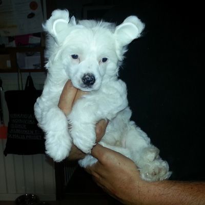 Yamboliz Gregory Peck