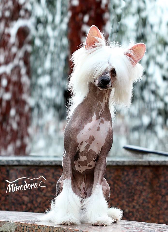 Mimi Dog Doll Onri My Dream