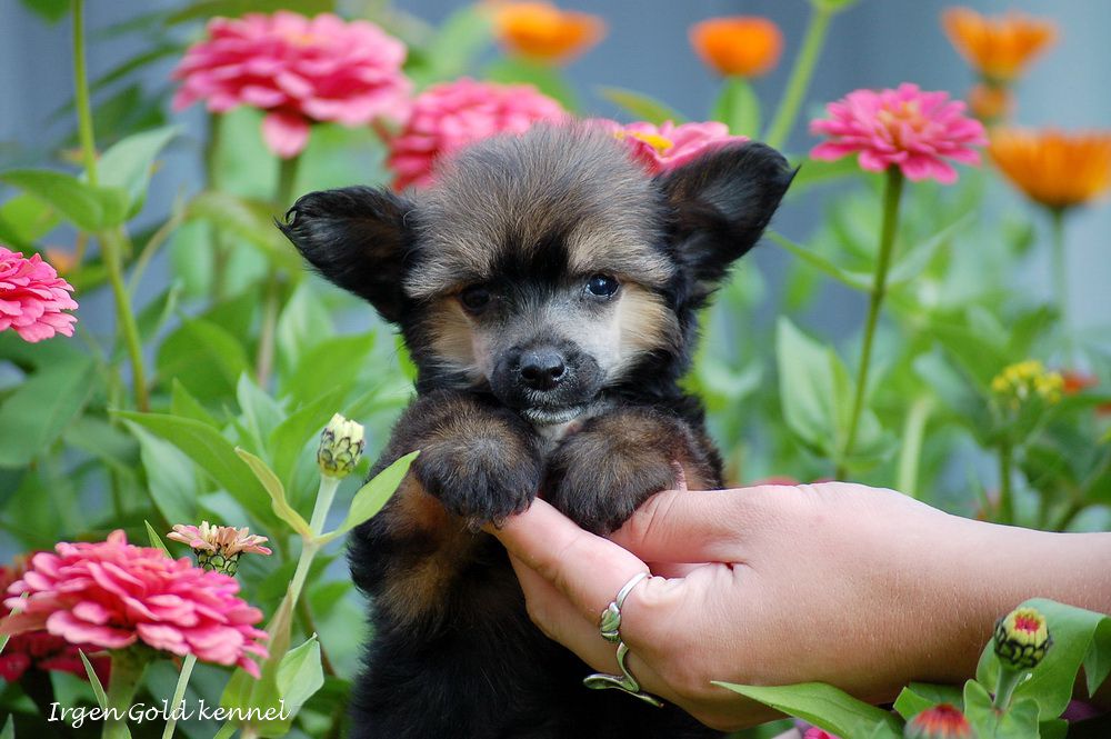 Irgen Gold Chichikoff