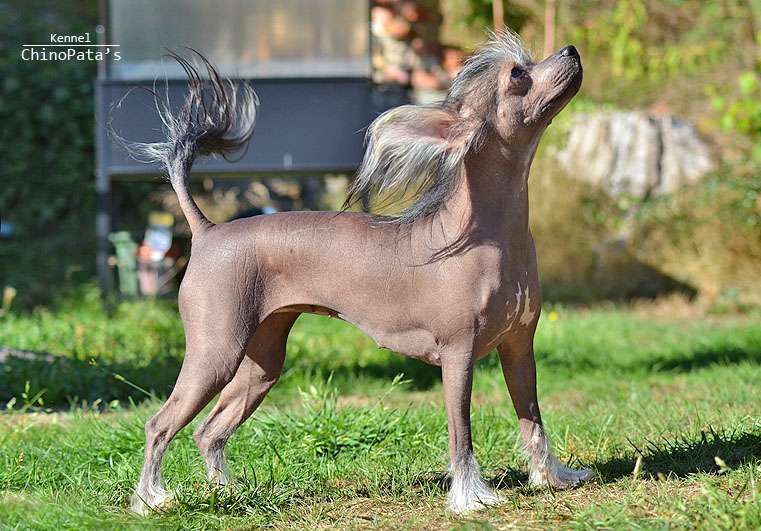 ChinoPata's Gosh I'm Nude Dude