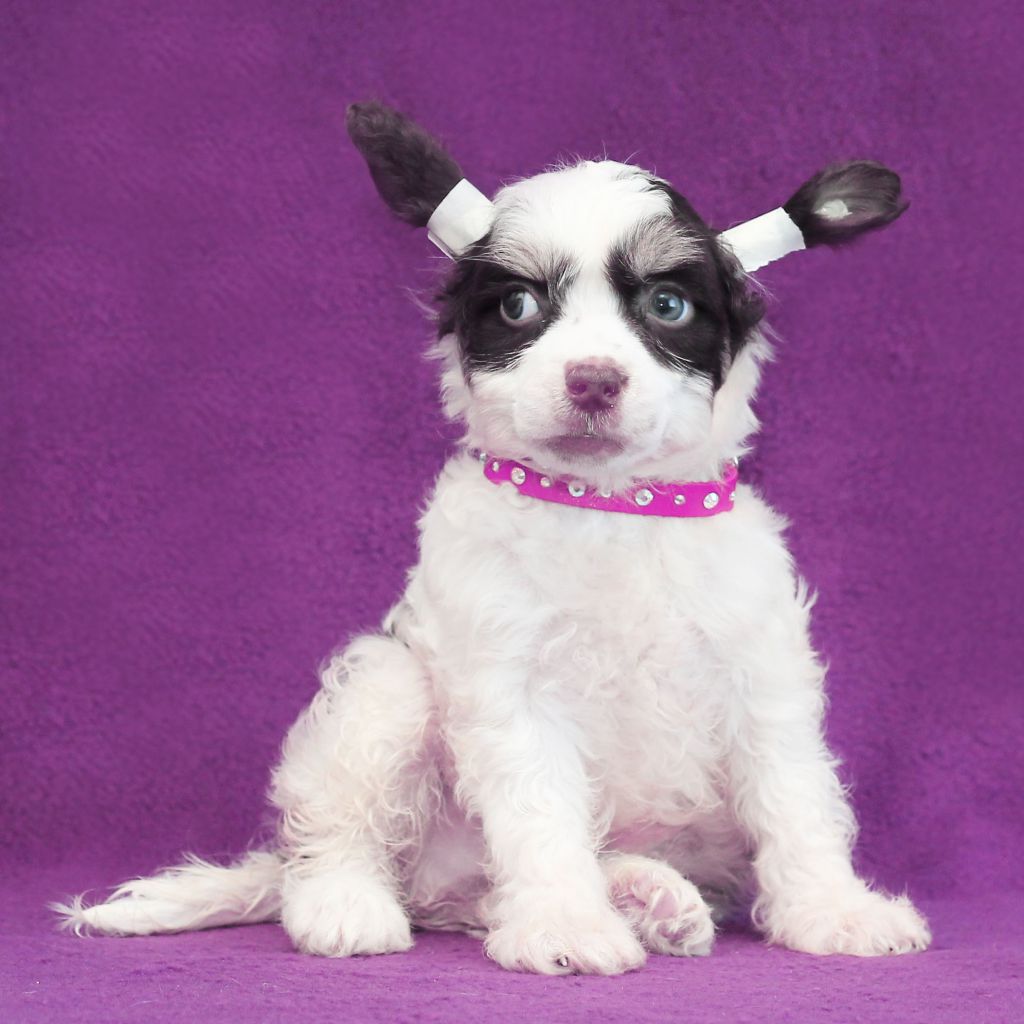 Lux Star Jérar Depardie