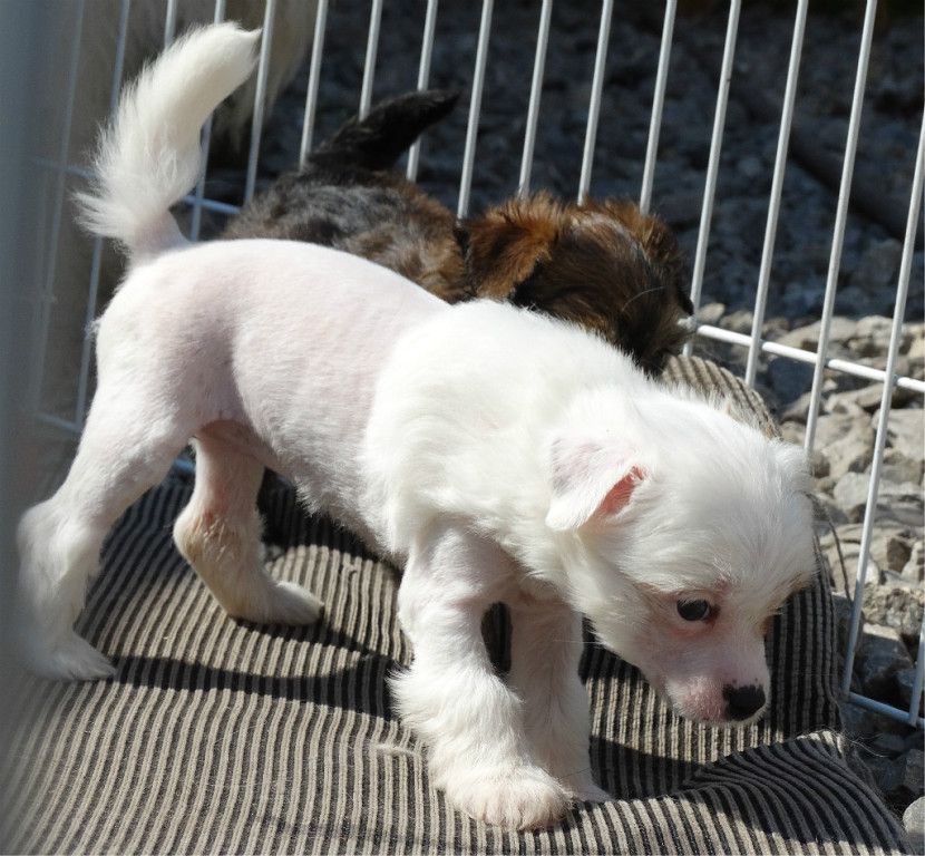 Stellar Mix Afrodita Krasa Nezemnay