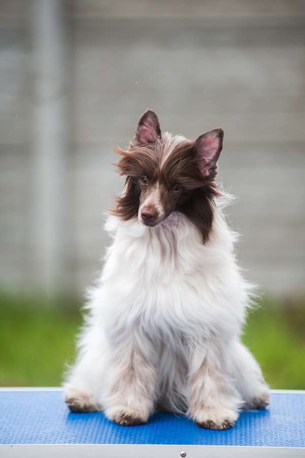 Olimpia iz Sozvezdiya Khana