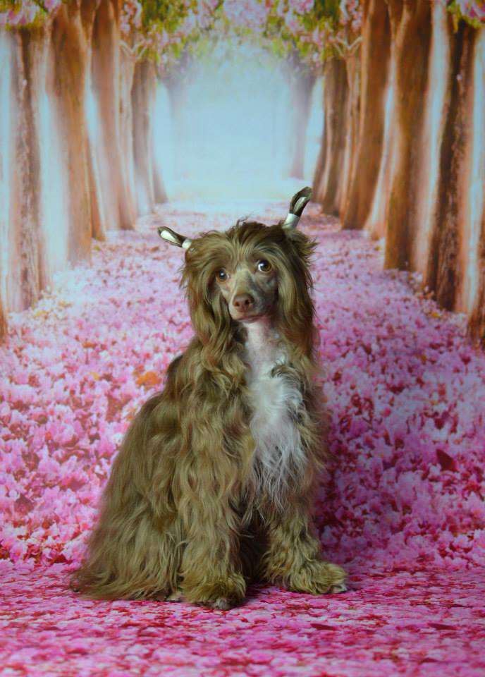 Orakul Sud'by iz Sozvezdiya Khana