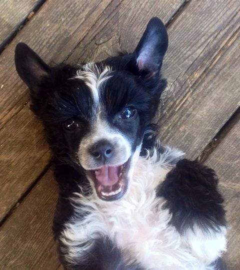 Balla Bullis Black Silver Esset