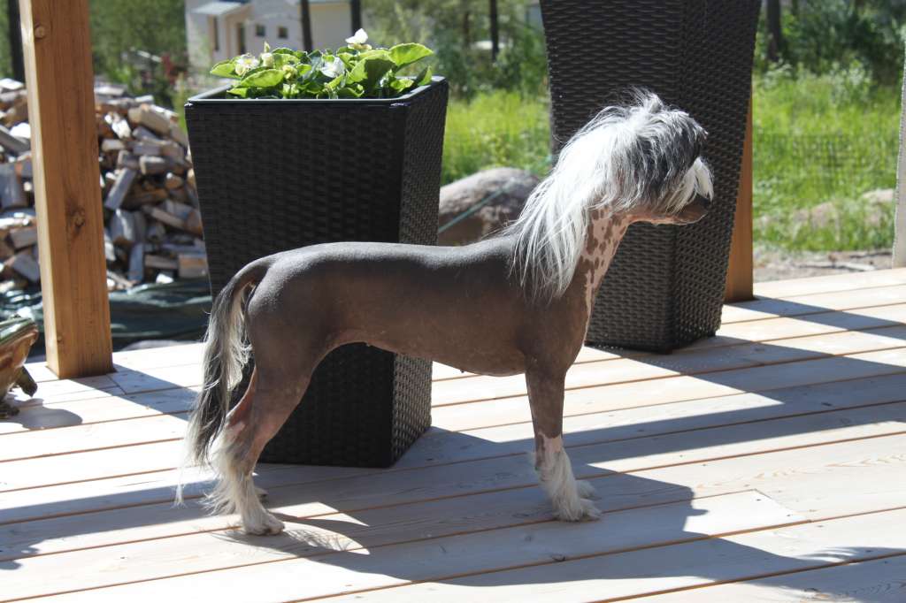 Yogini Alma Avokaduh