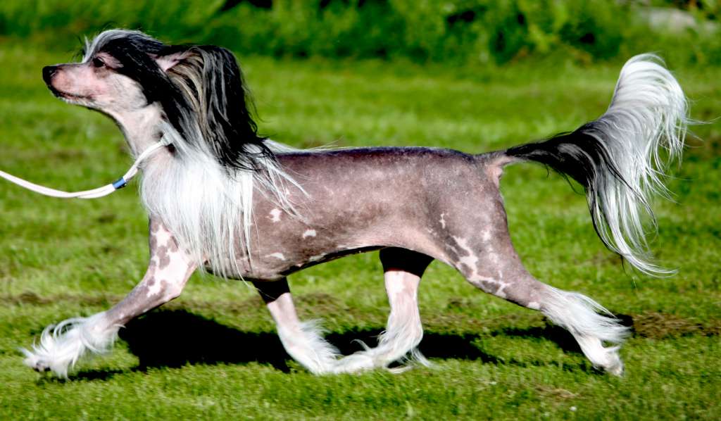 Yalla Habibi  Avokaduh