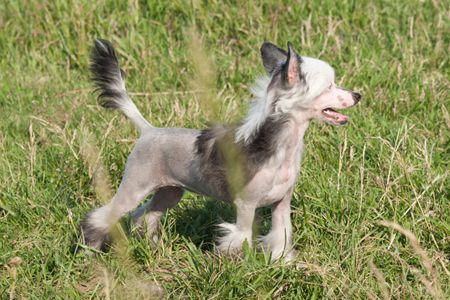 Status Imperial Inzhu